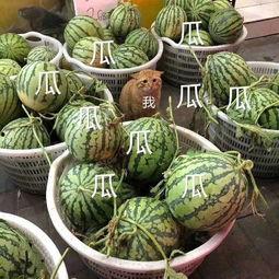 娱乐吃瓜在国外火不火了,吃瓜文化在海外的影响力解析